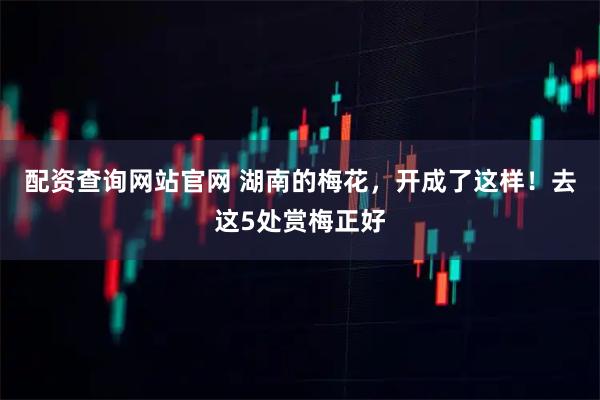 配资查询网站官网 湖南的梅花，开成了这样！去这5处赏梅正好